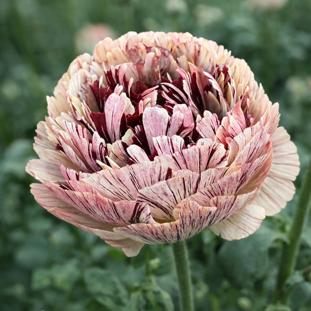 Renoncule des fleuristes Brushmark Verona – Ranunculus asiaticus
