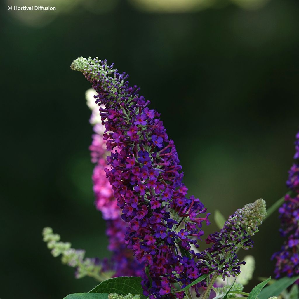 Buddleia davidii Rêve de Papillon Violet - Arbre aux papillons