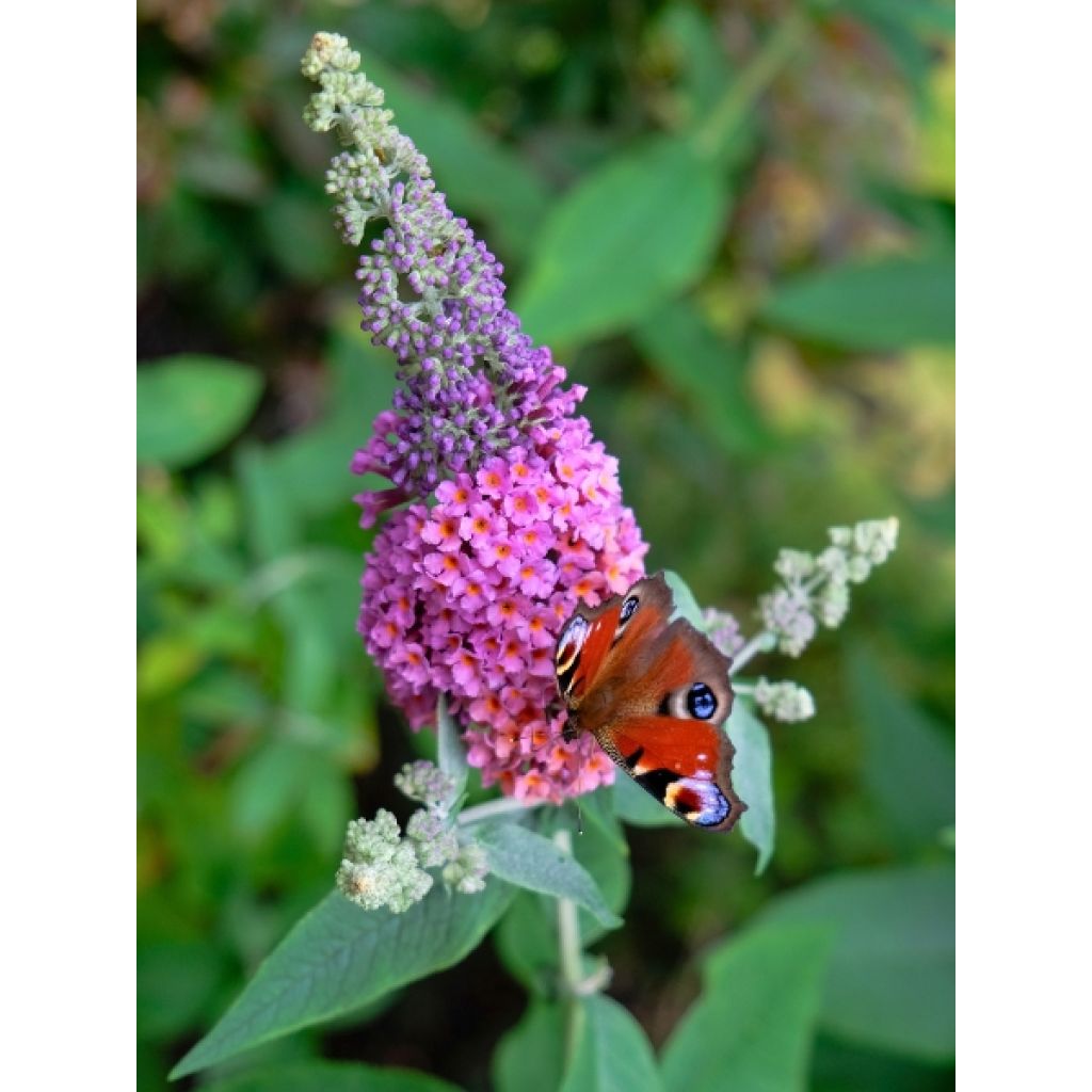 Buddleia Flower Power (Bicolor) - Arbre aux papillons