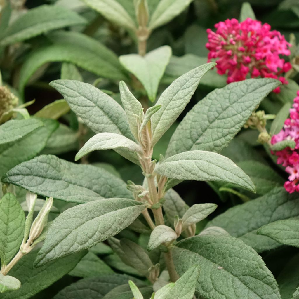 Buddleja davidii Butterfly Candy Little Ruby - Arbre aux papillons nain
