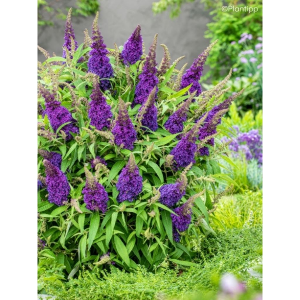 Buddleja davidii Butterfly CandyLittle Purple - Arbre aux papillons nain