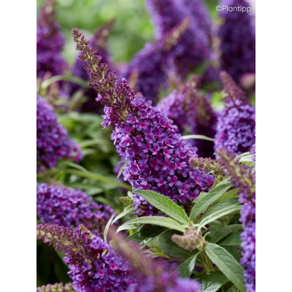 Buddleja davidii Butterfly CandyLittle Purple - Arbre aux papillons nain
