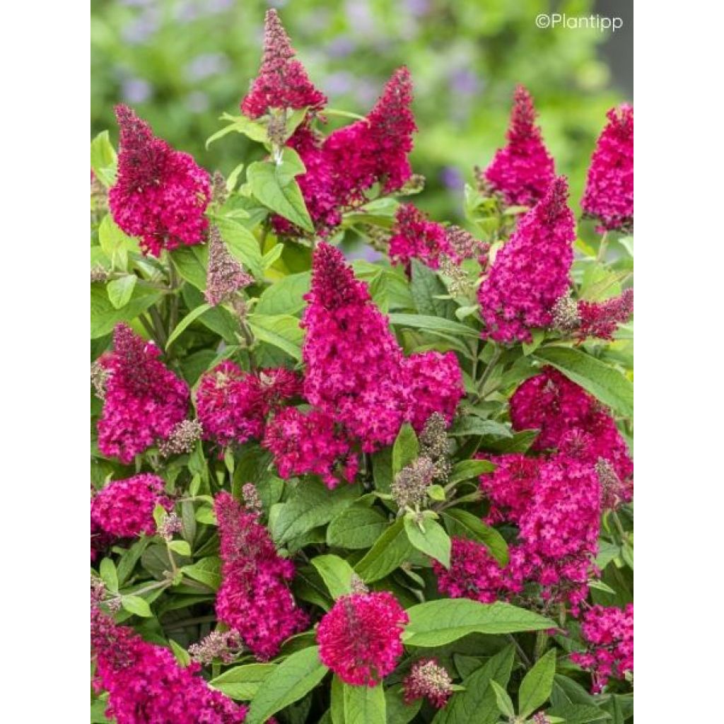 Buddleja davidii Butterfly Candy Little Ruby - Arbre aux papillons nain