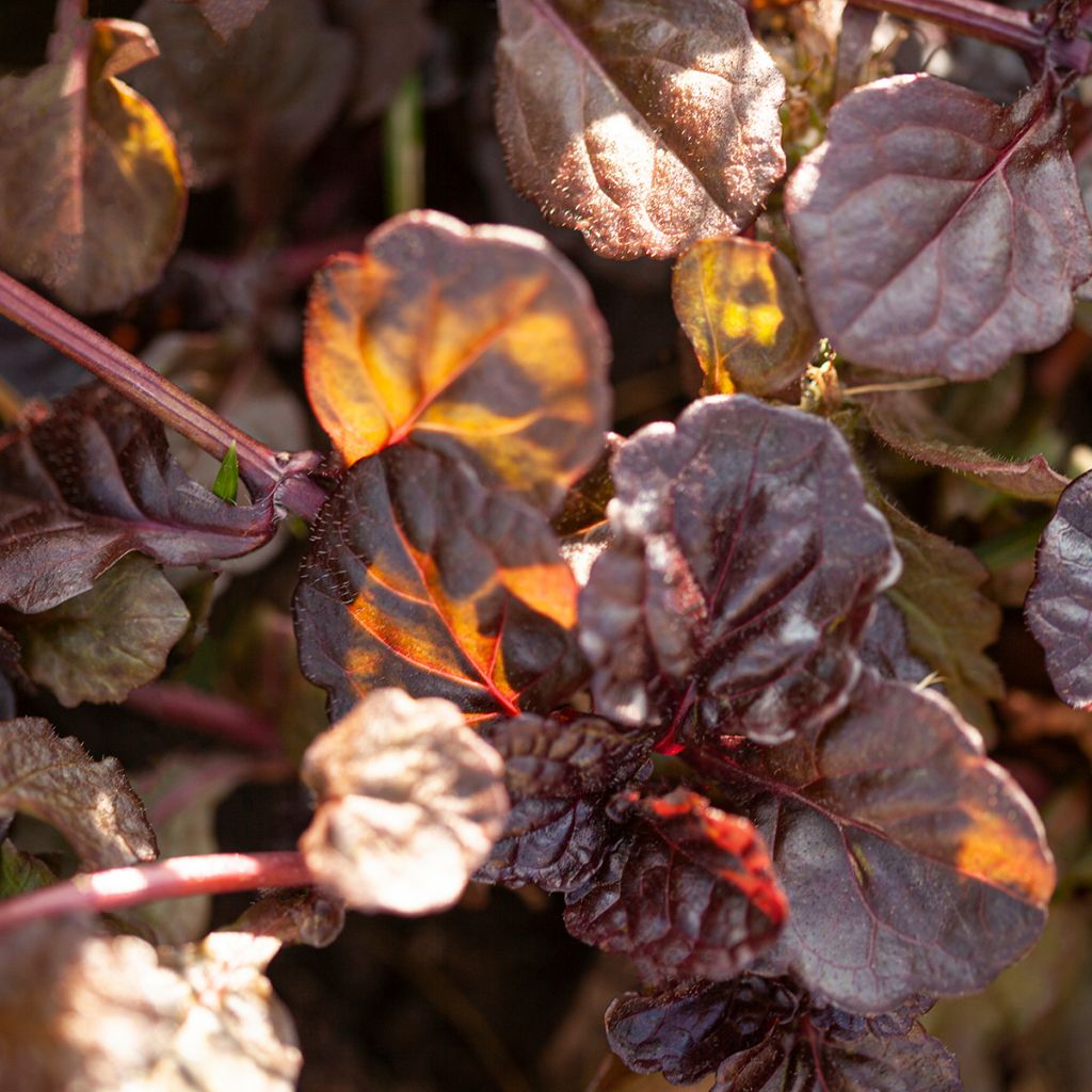 Bugle rampante - Ajuga reptans Black Scallop