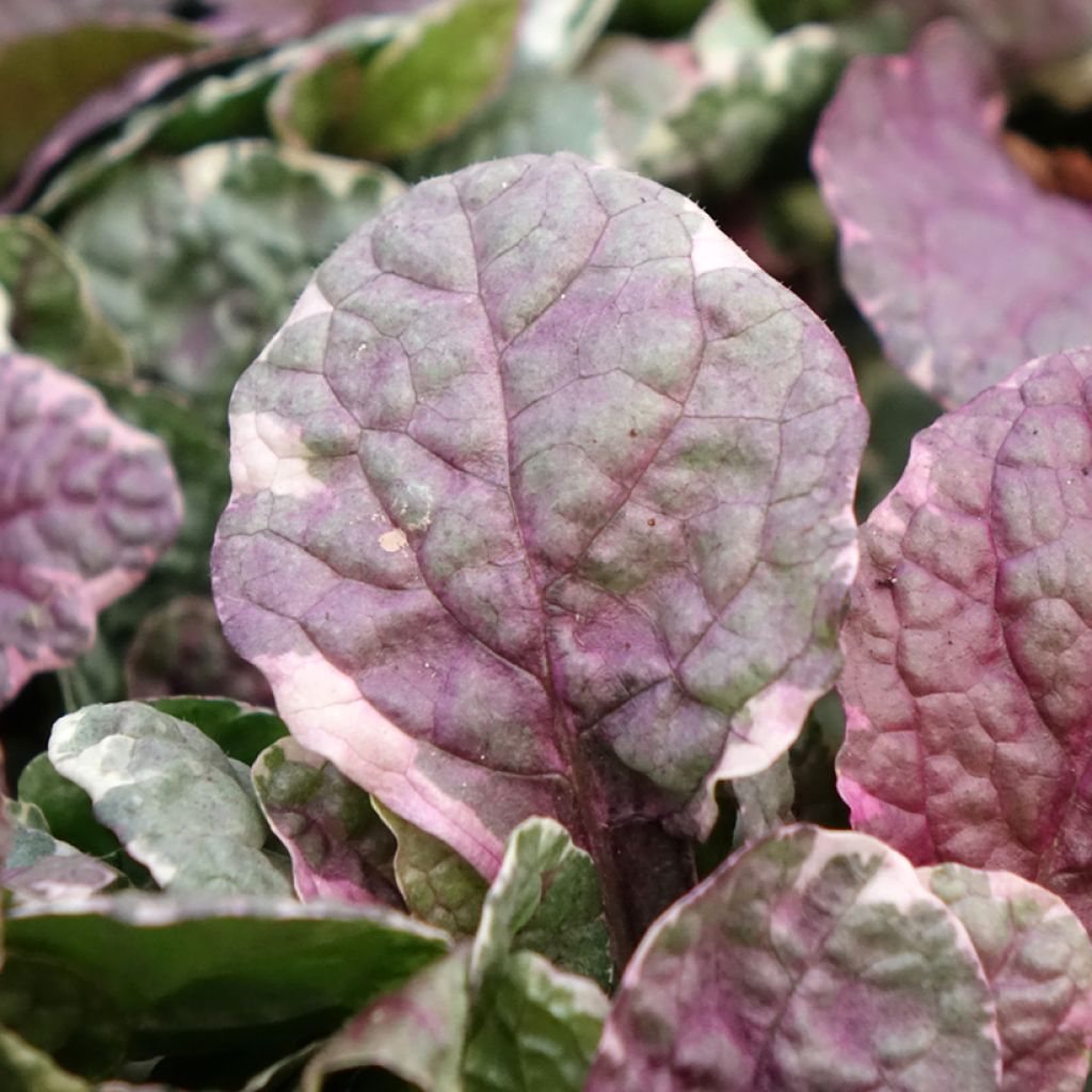Bugle rampante - Ajuga reptans Burgundy Glow