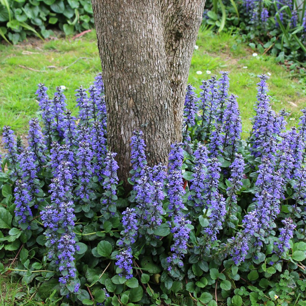 Bugle rampante - Ajuga reptans
