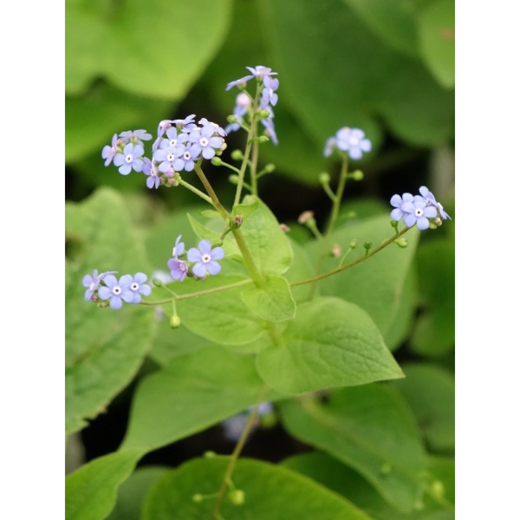 Brunnera macrophylla - Myosotis du Caucase