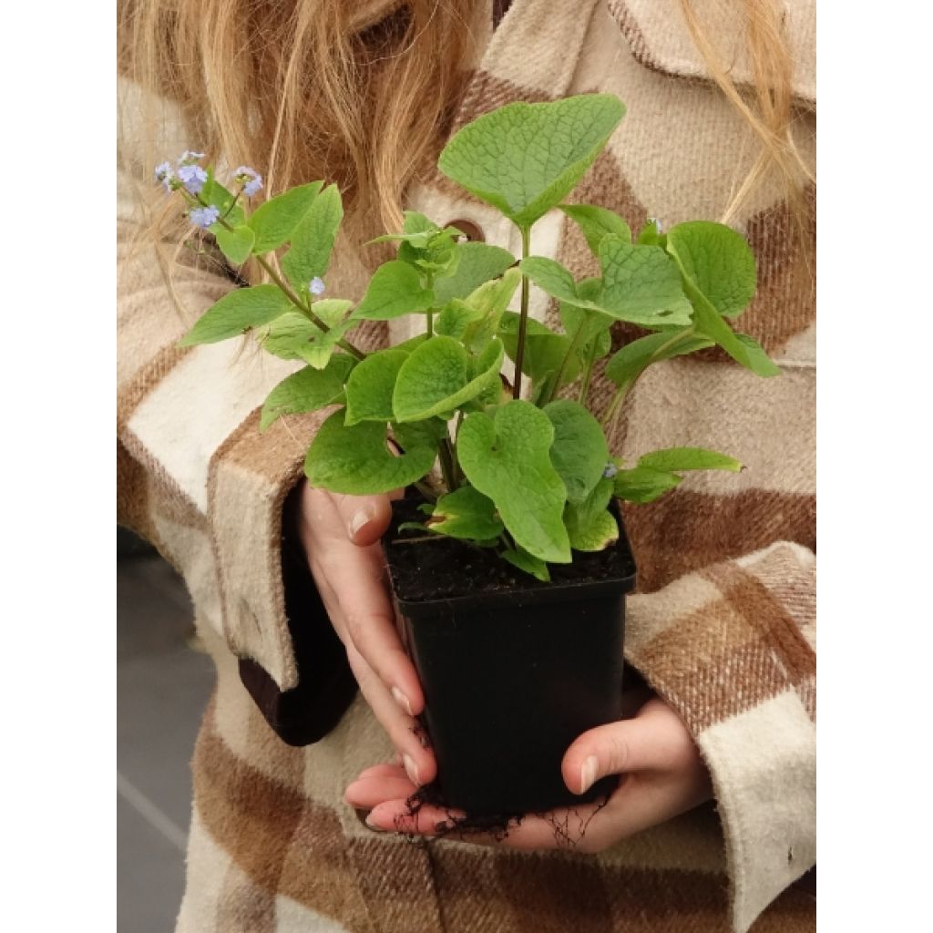 Brunnera macrophylla - Myosotis du Caucase