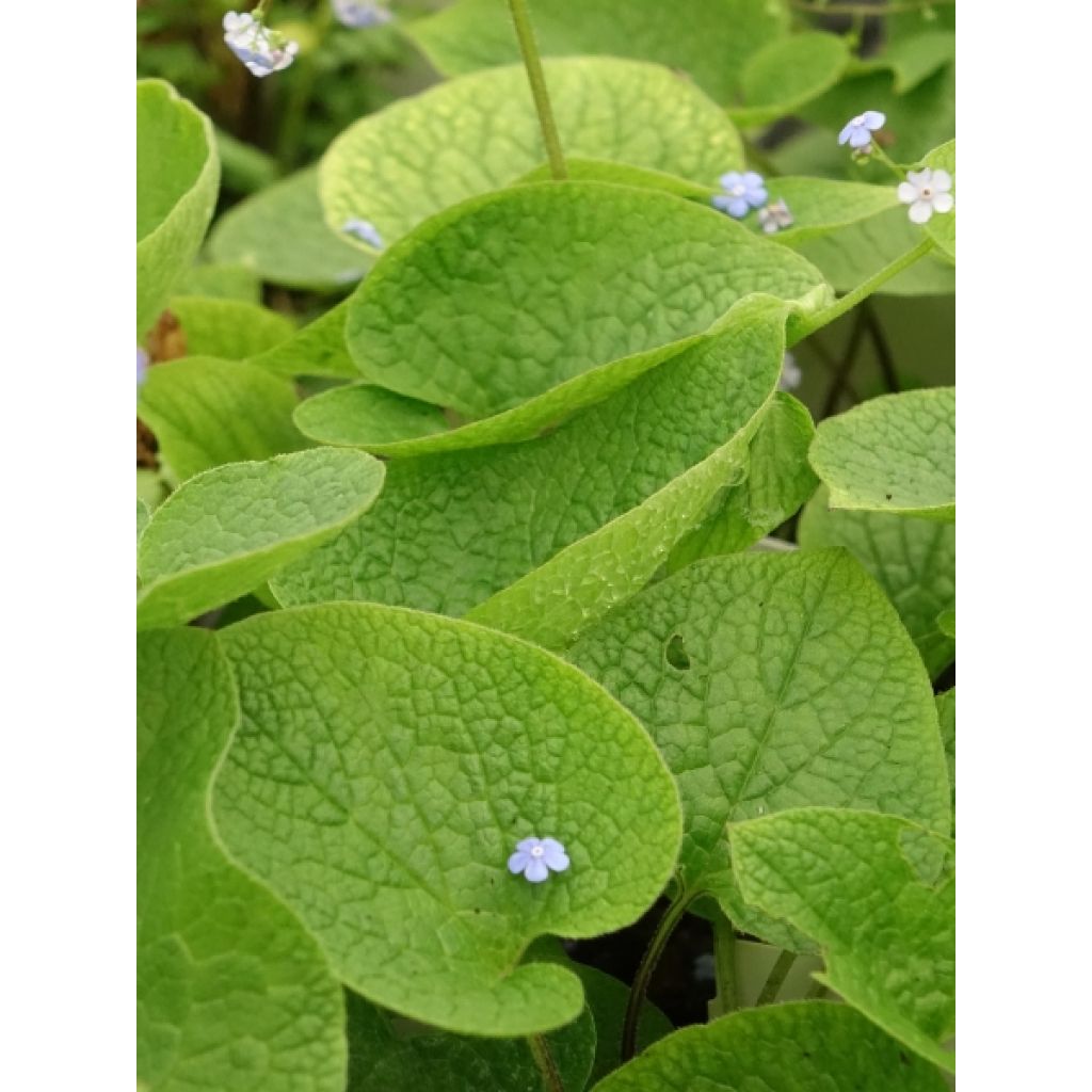 Brunnera macrophylla - Myosotis du Caucase