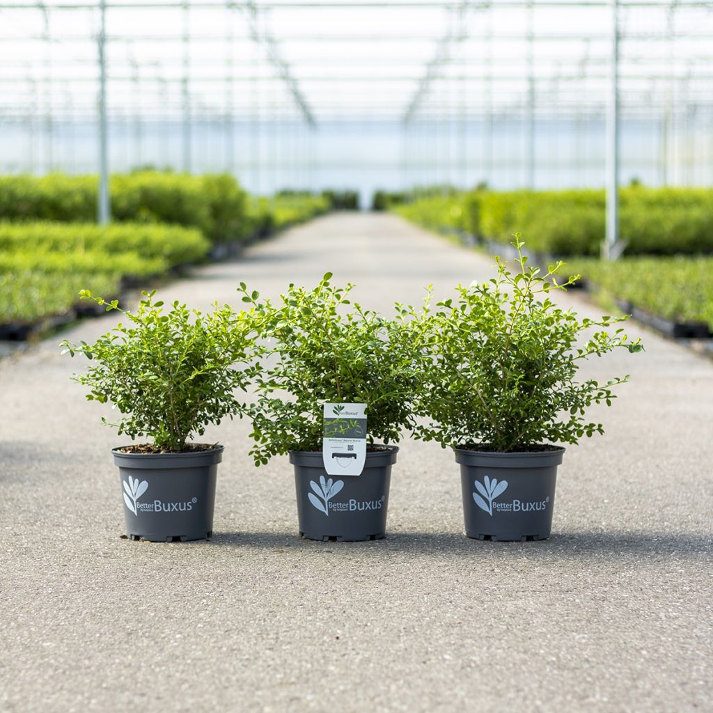 Buis - Buxus Betterbuxus Babylon Beauty