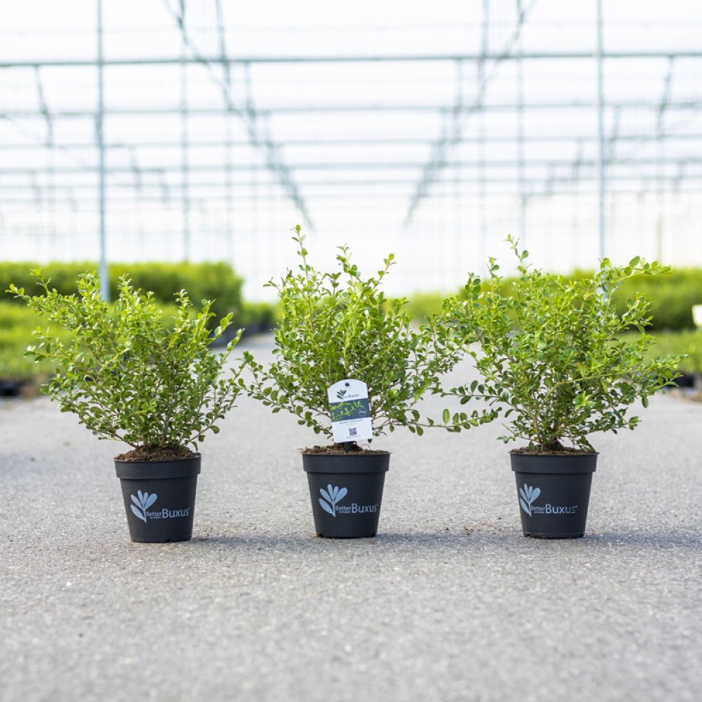 Buis - Buxus Betterbuxus Babylon Beauty