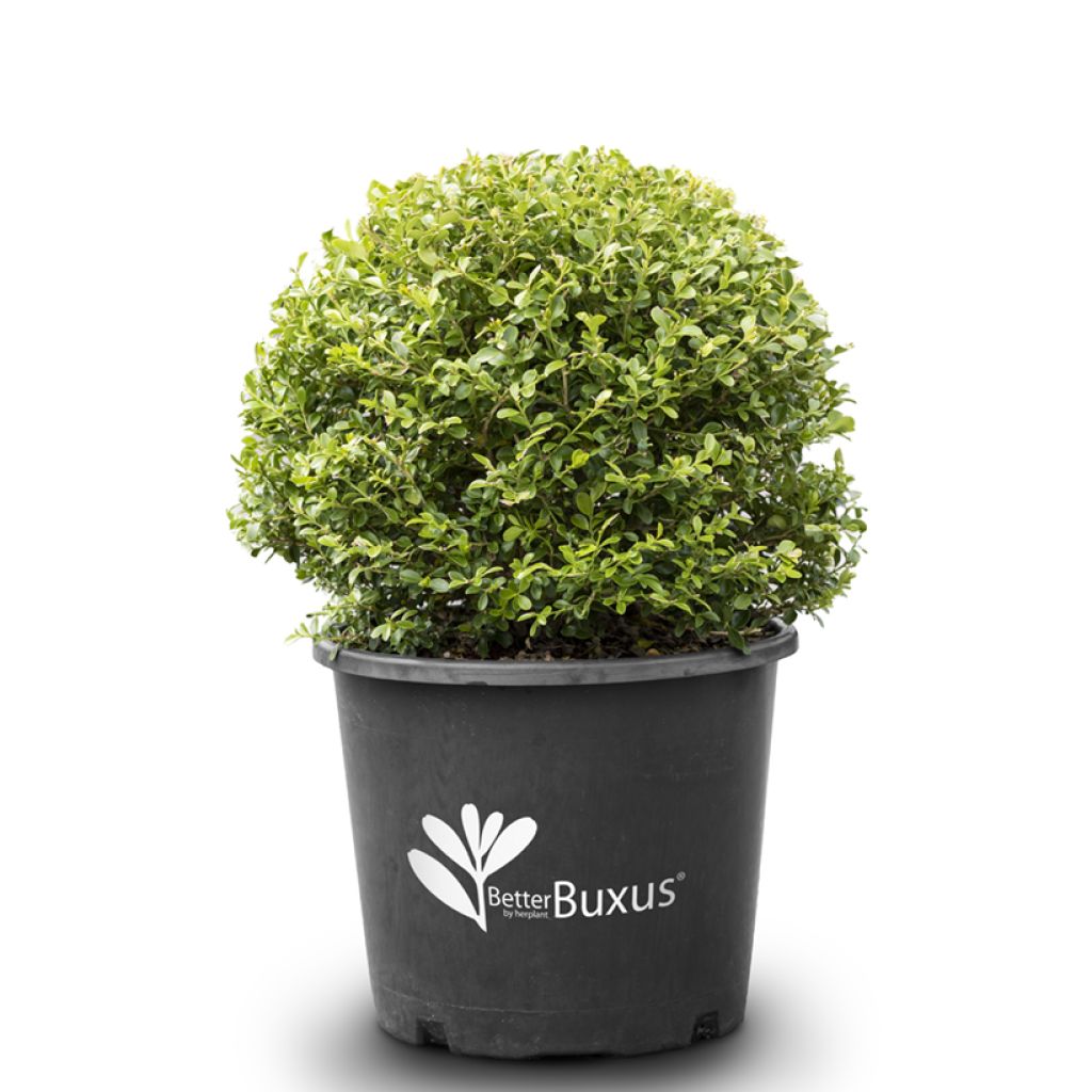 Buis - Buxus Betterbuxus Babylon Beauty