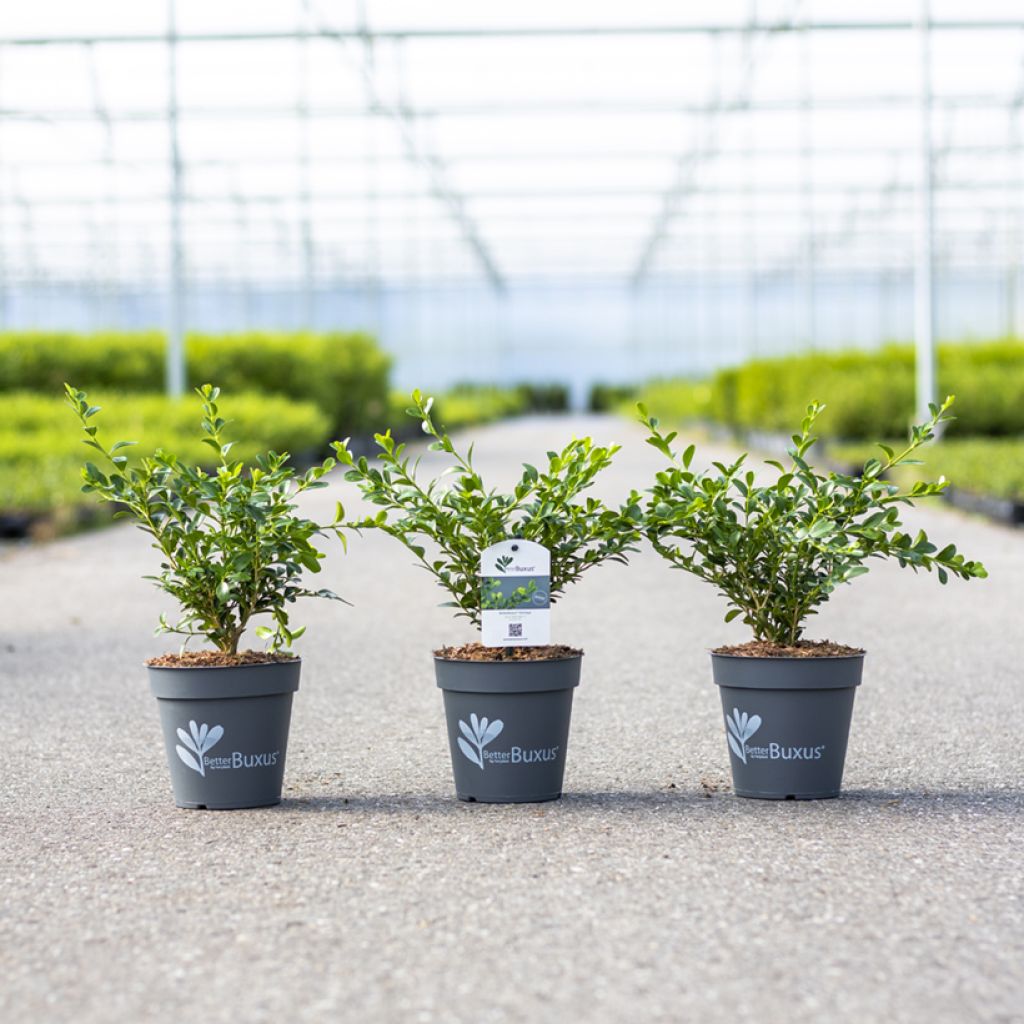 Buis - Buxus Betterbuxus Heritage