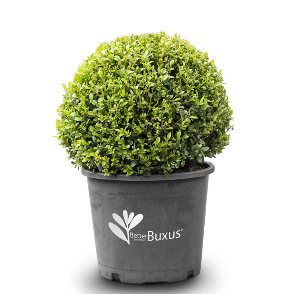 Buis - Buxus Betterbuxus Heritage