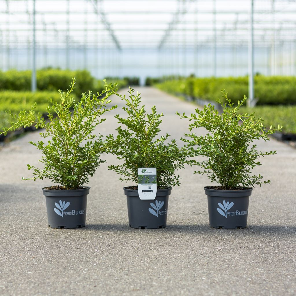 Buis - Buxus Betterbuxus Renaissance