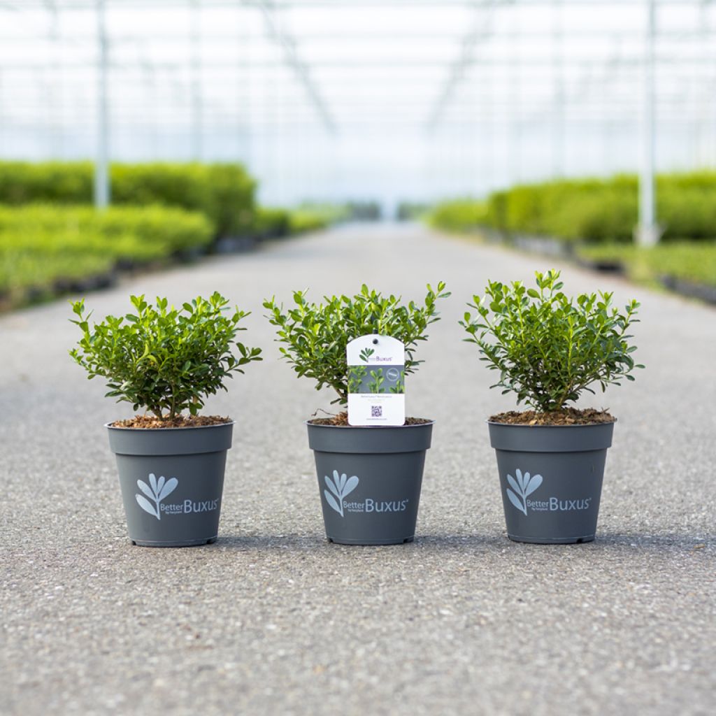 Buis - Buxus Betterbuxus Renaissance