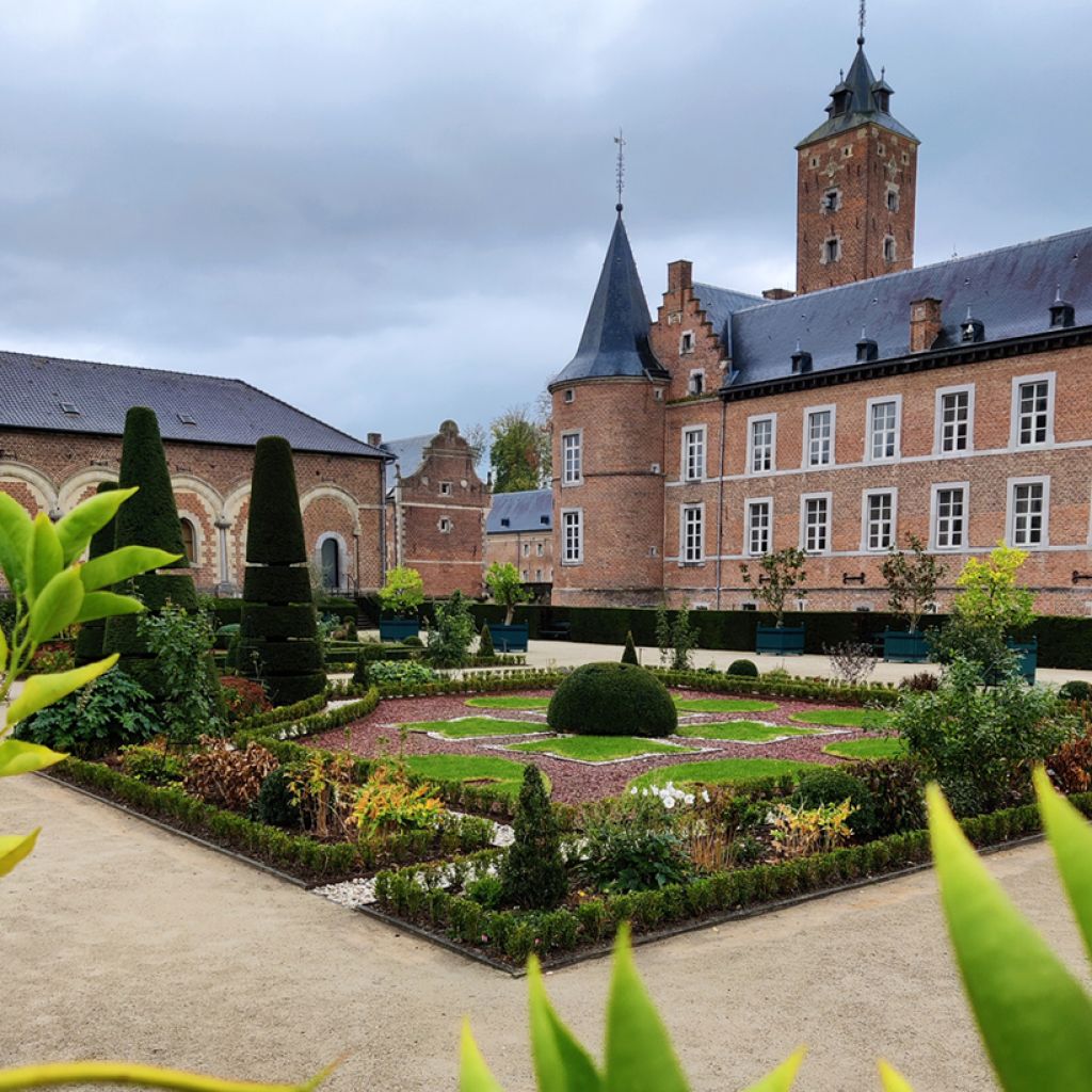 Buis - Buxus Betterbuxus Renaissance