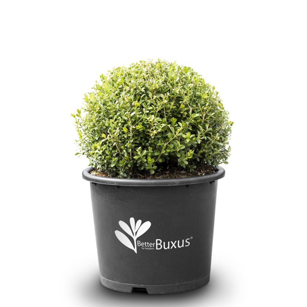 Buis - Buxus Betterbuxus Renaissance