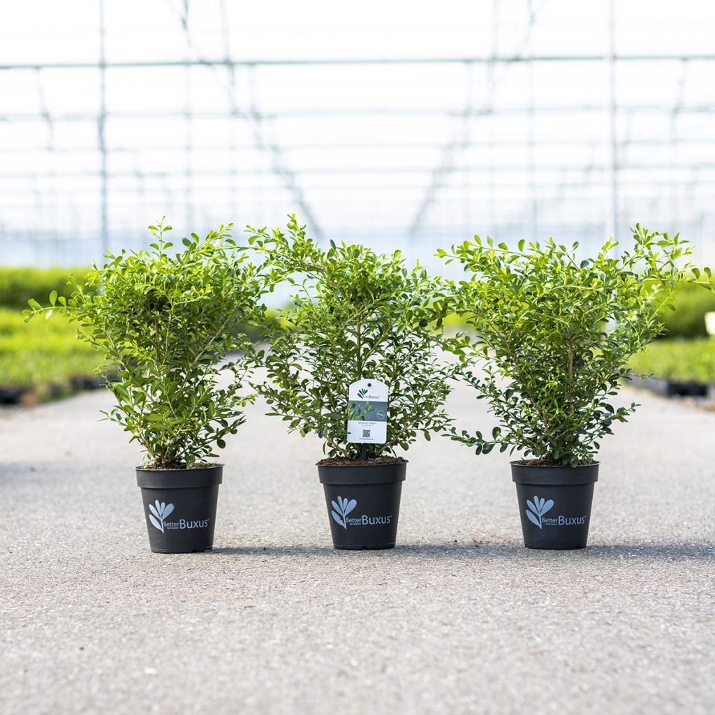 Buis - Buxus Betterbuxus Skylight