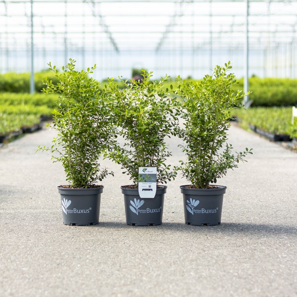 Buis - Buxus Betterbuxus Skylight