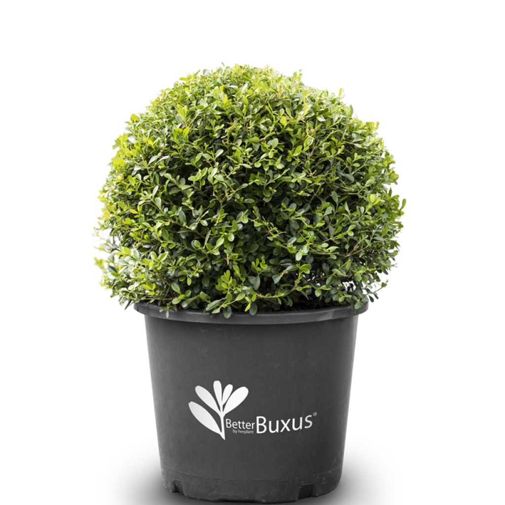 Buis - Buxus Betterbuxus Skylight
