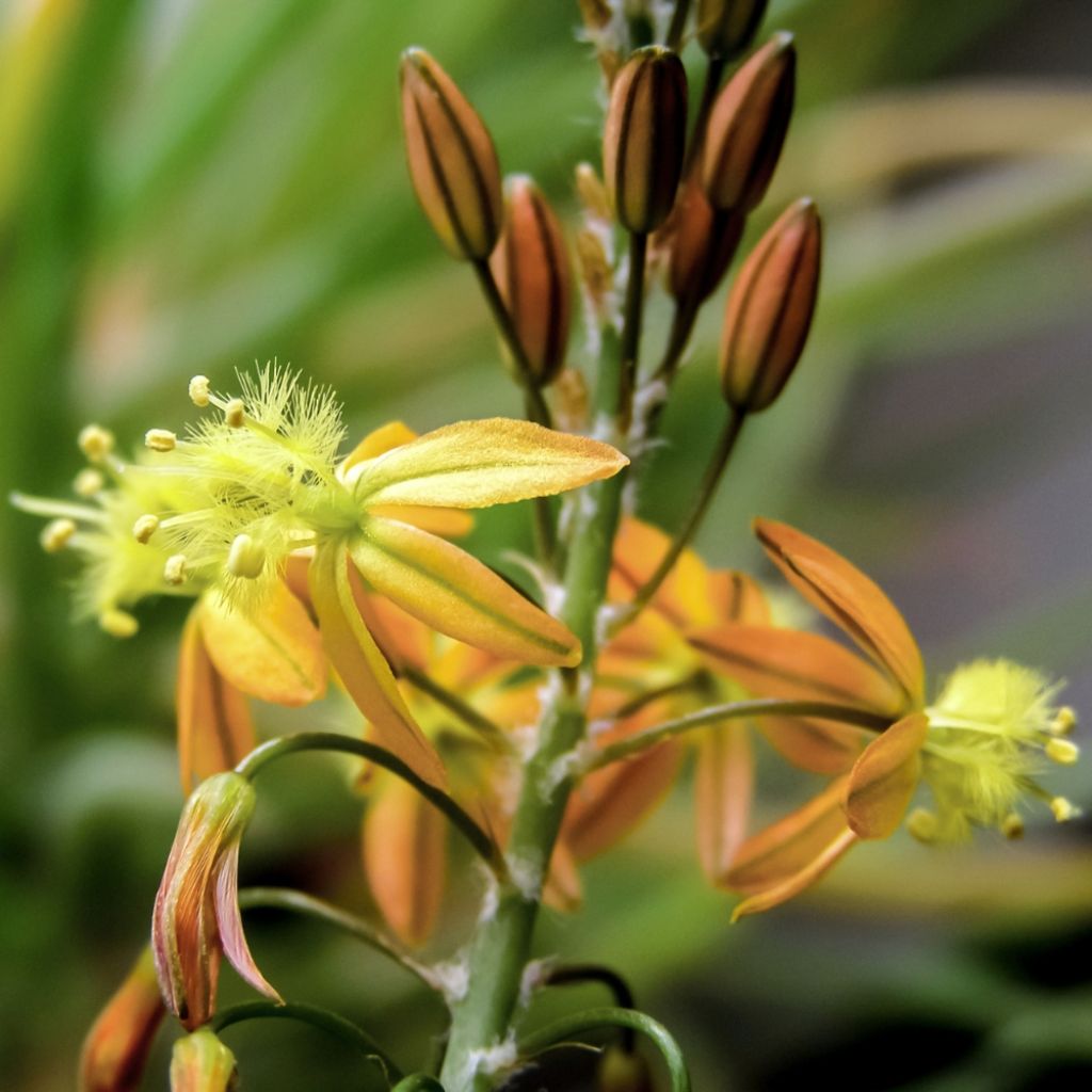 Bulbine frutescens Hallmarck