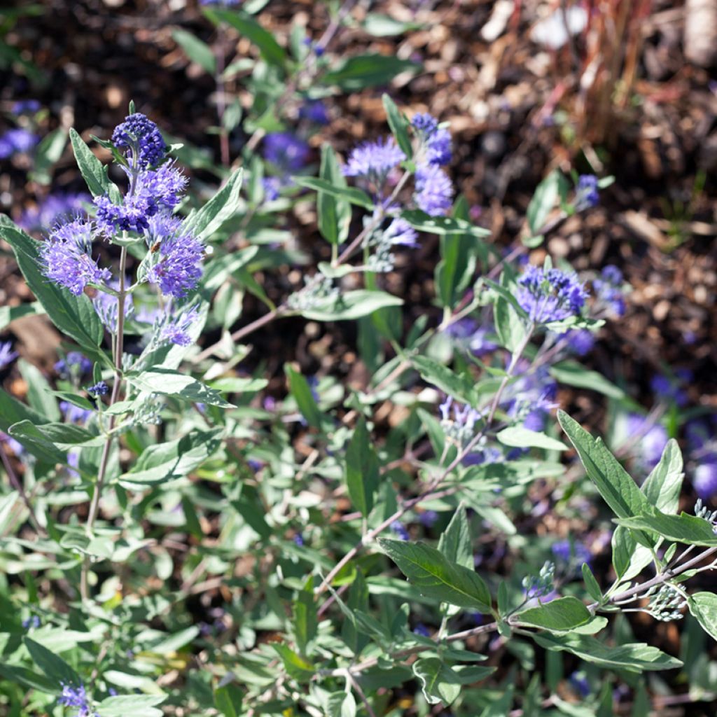 Caryopteris clandonensis Dark Knight - Spirée bleue