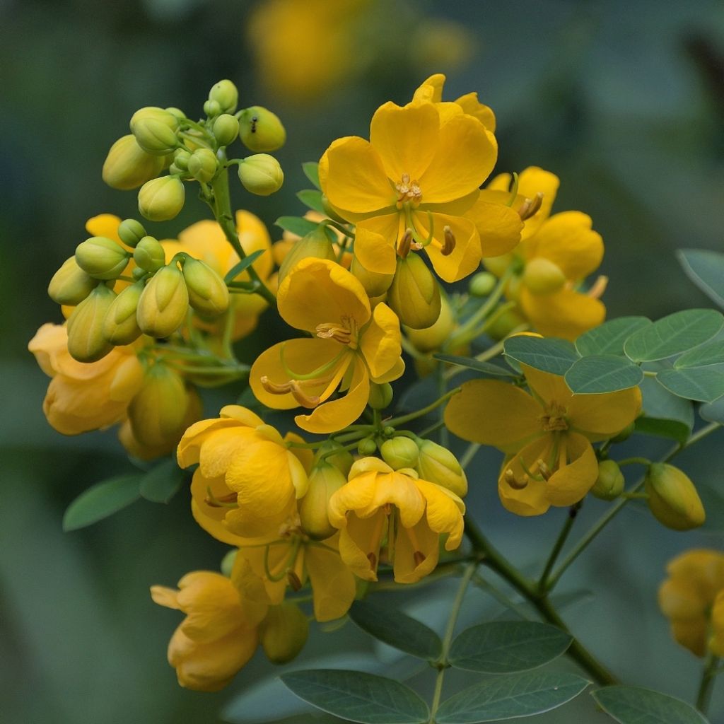 Cassia corymbosa - Senné