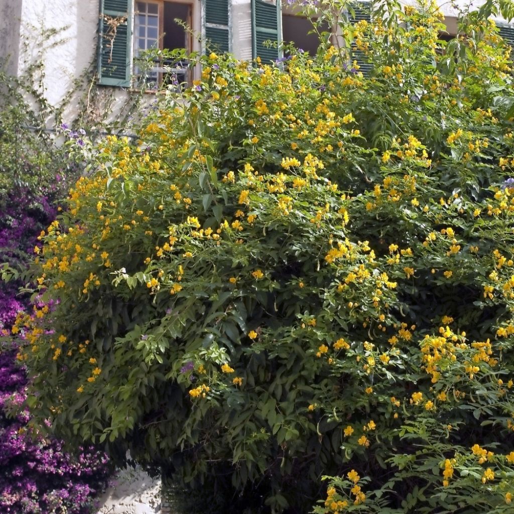 Cassia corymbosa - Senné