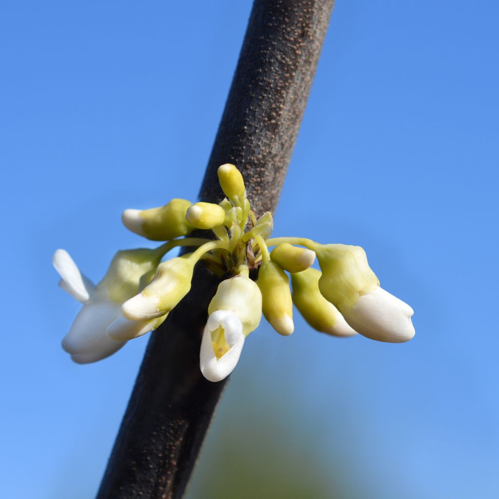 Cercis canadensis Texas White - Gainier du Canada