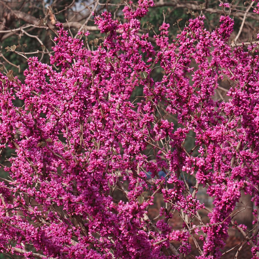 Cercis chinensis Don Egolf - Gainier de Chine compact