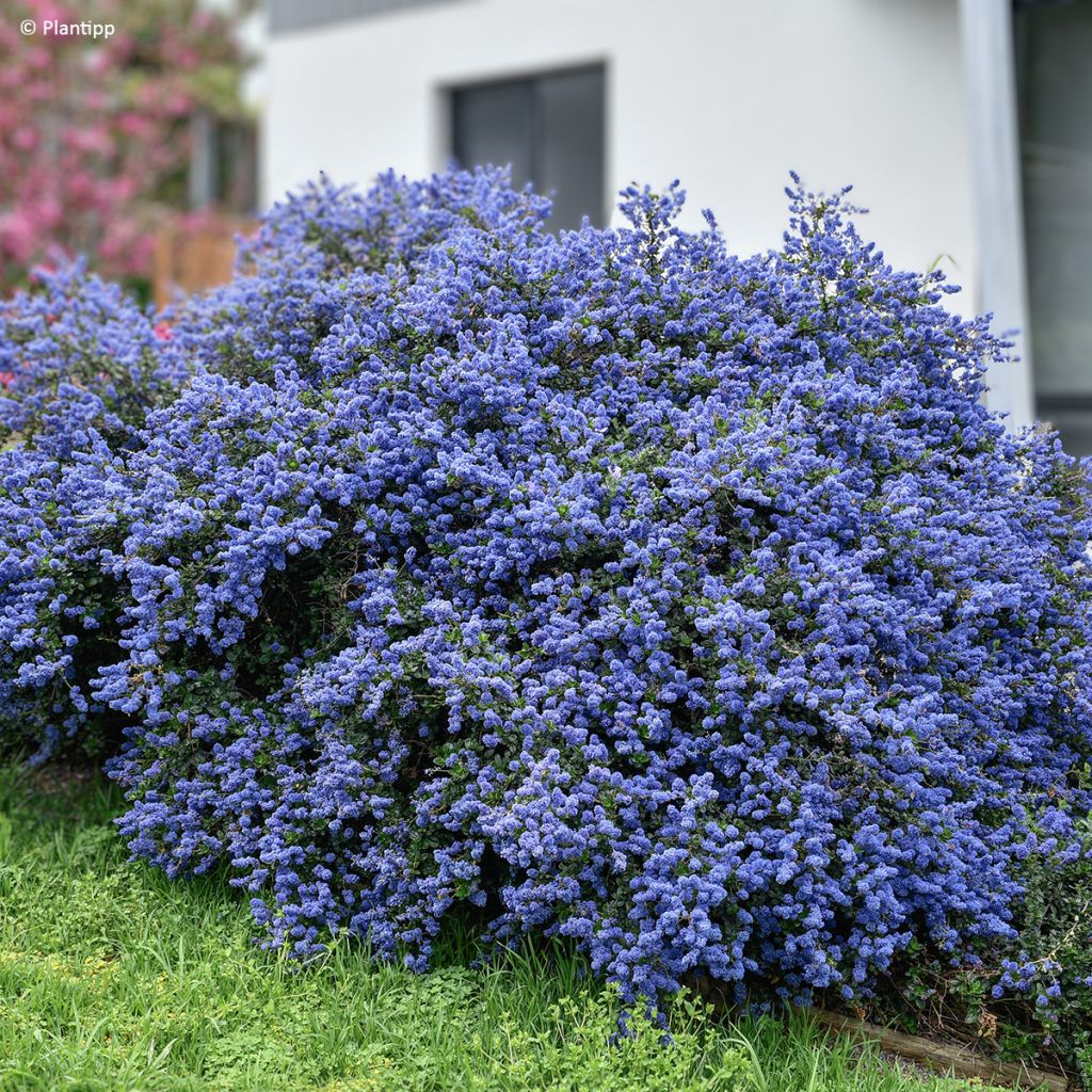 Céanothe Pacific Wave - Lilas de Californie