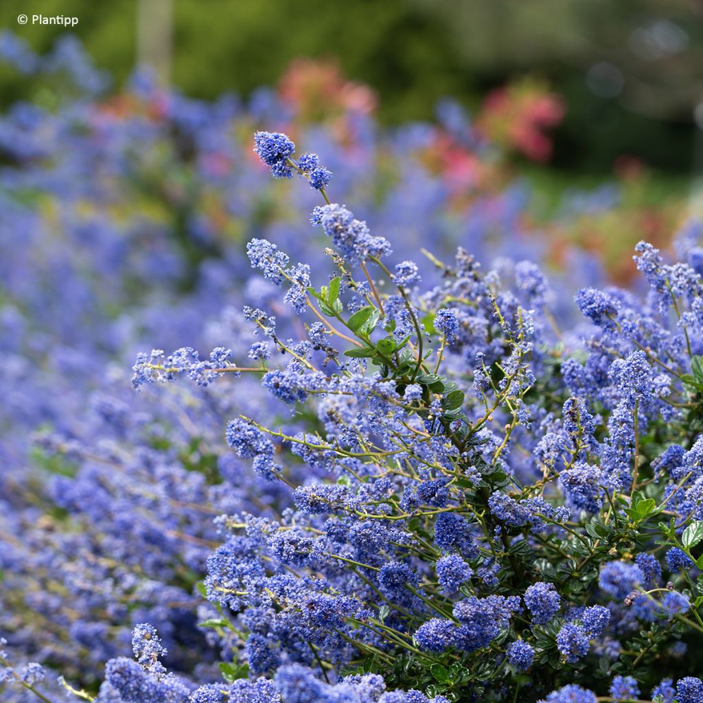 Céanothe Pacific Wave - Lilas de Californie