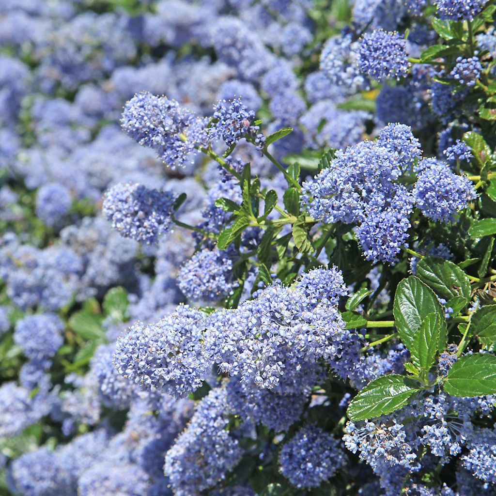 Céanothe pallidus Marie Blue (Marie Bleue) - Céanothe caduc
