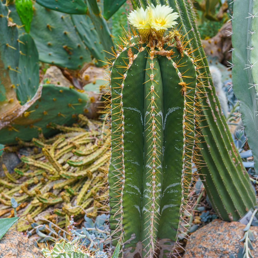 Cactus - Astrophytum ornatum