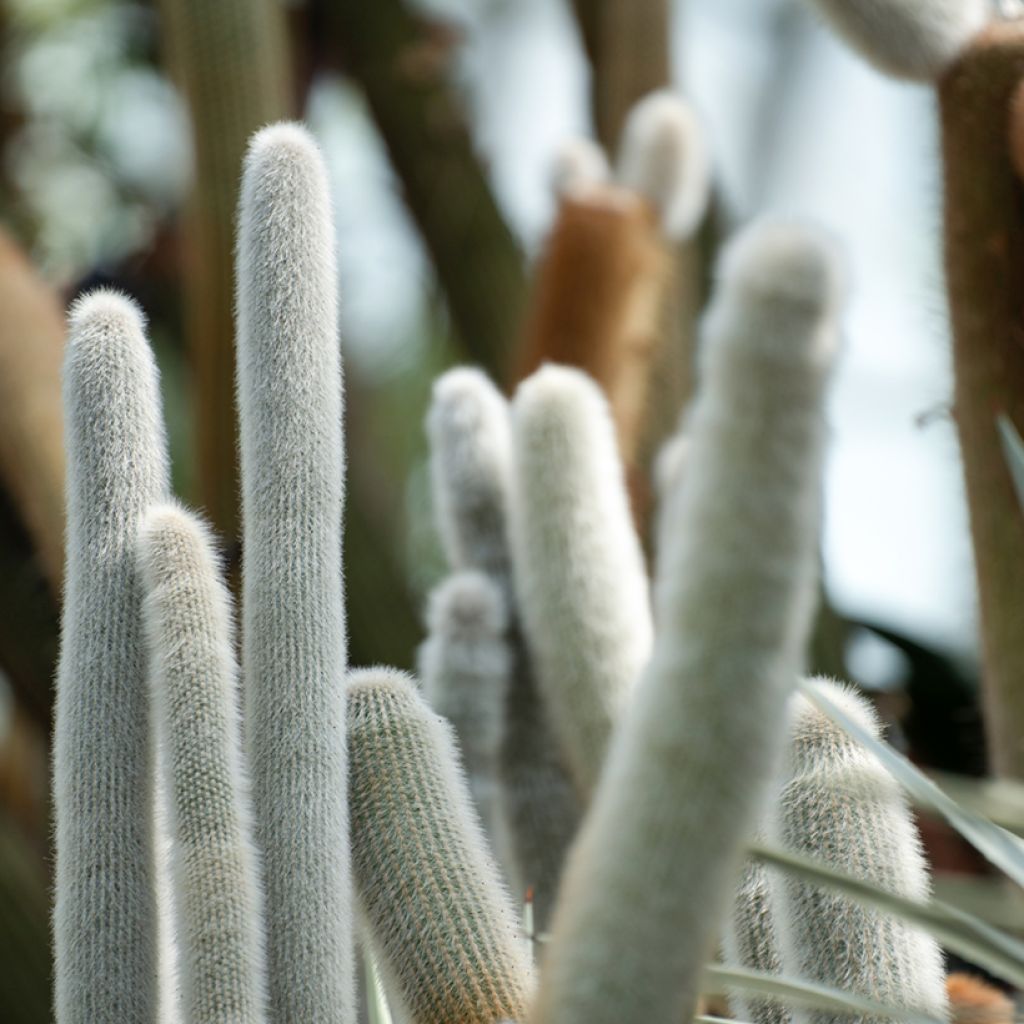 Cactus cierge - Cleistocactus strausii
