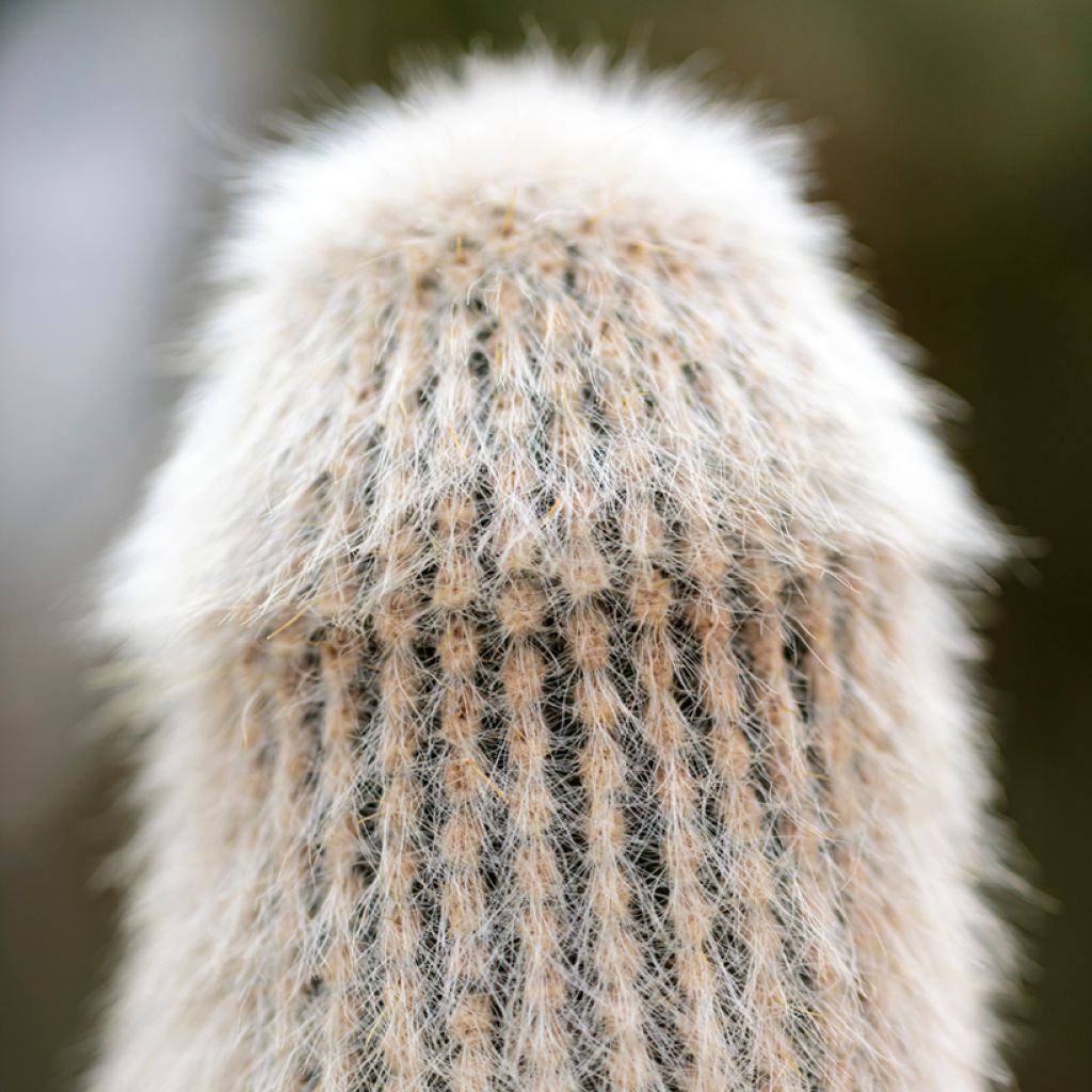 Cactus cierge - Cleistocactus strausii