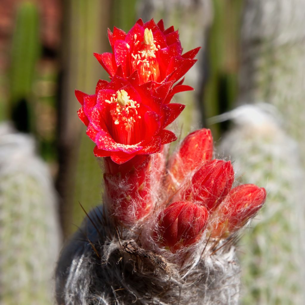 Cactus cierge - Cleistocactus strausii