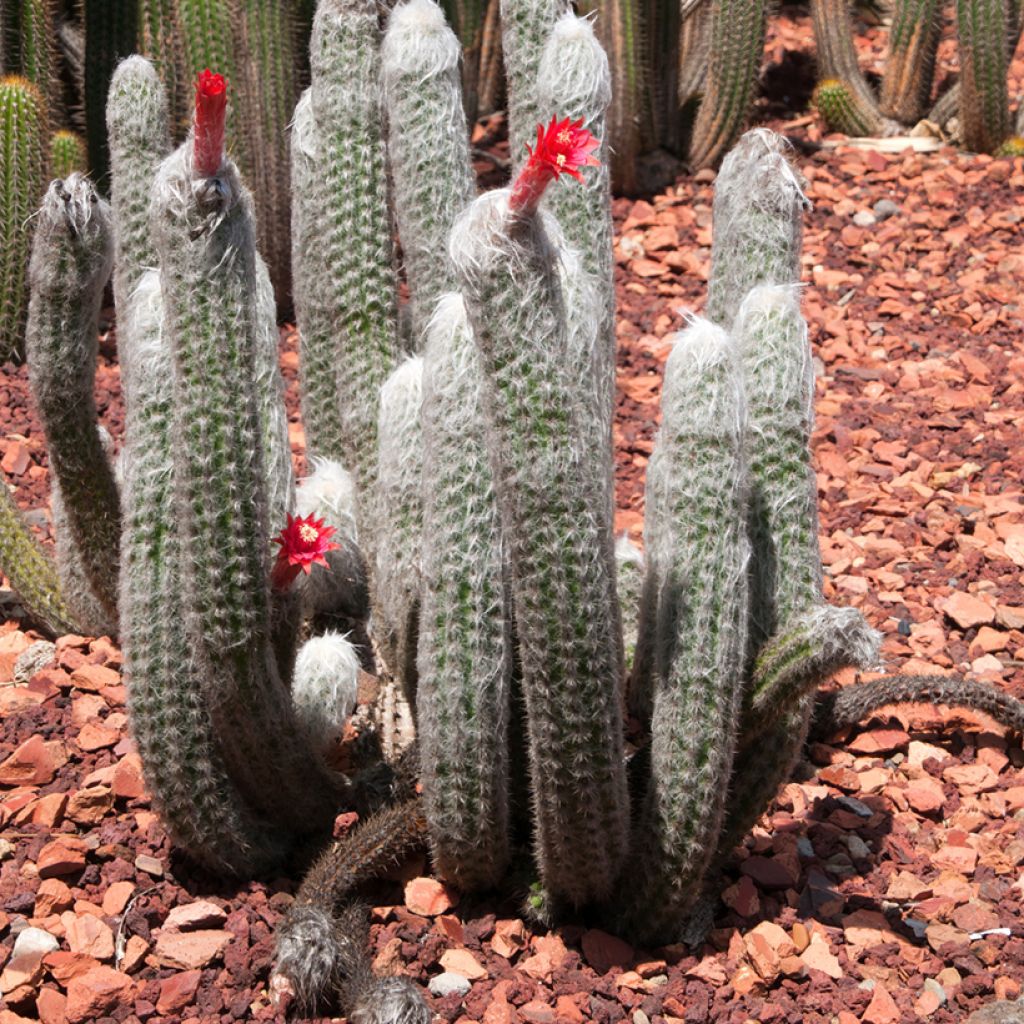 Cactus cierge - Cleistocactus strausii