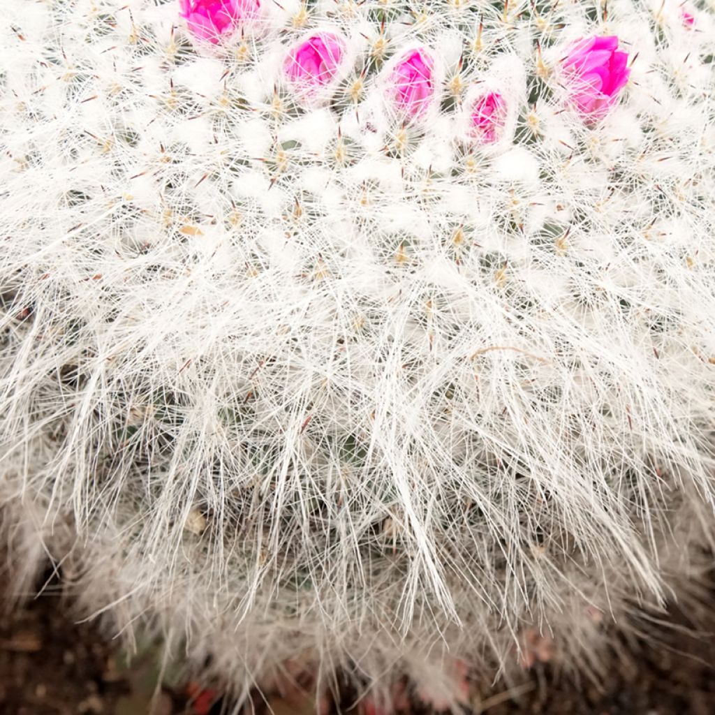 Cactus - Mammillaria hahniana