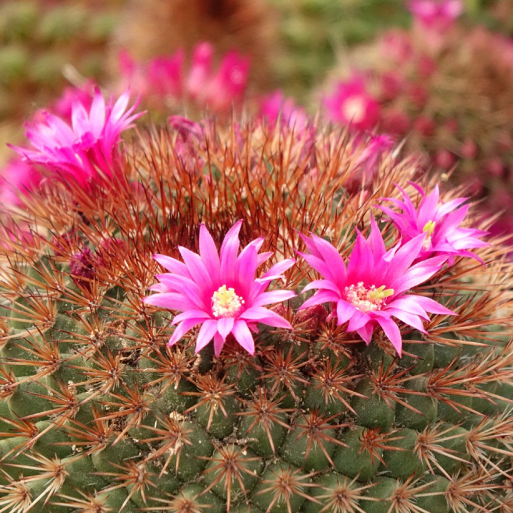 Cactus - Mammillaria ernestii var. rubrispina