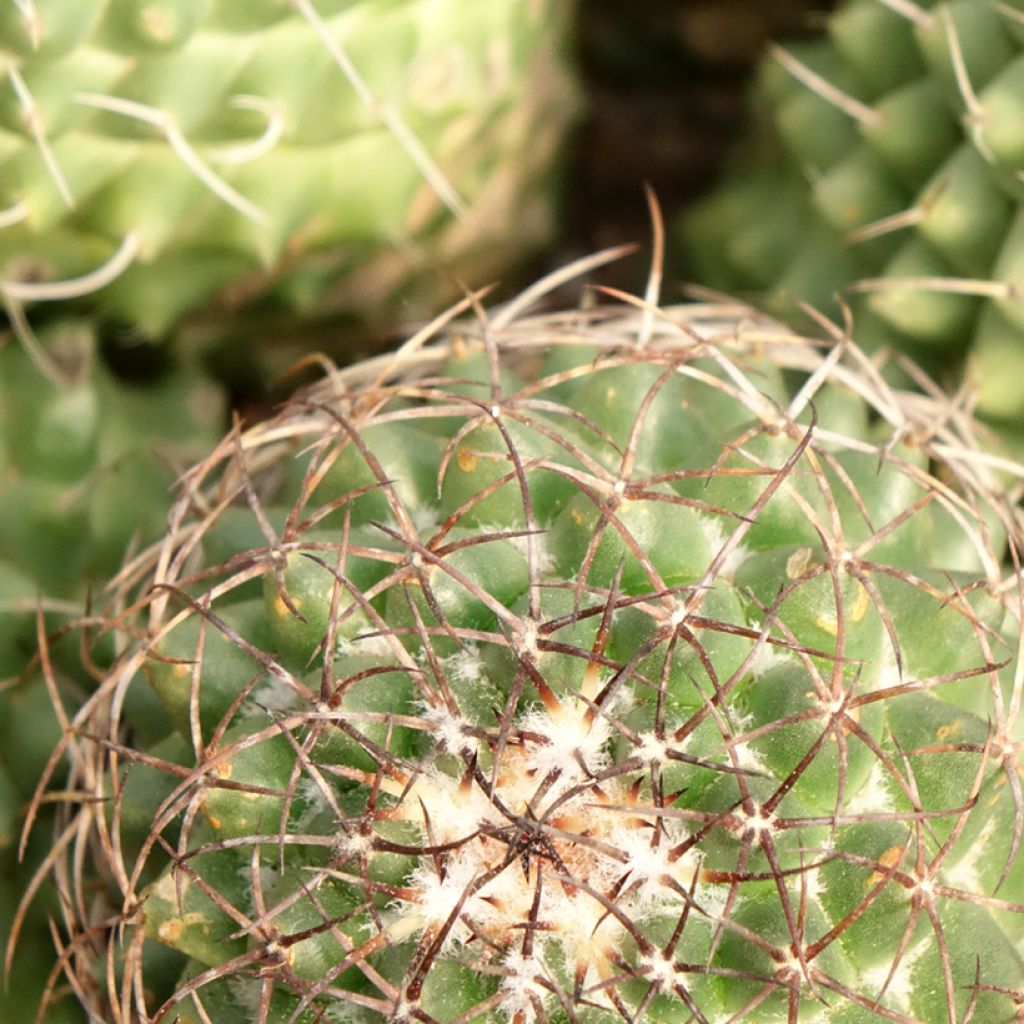Cactus - Mammillaria Toluca