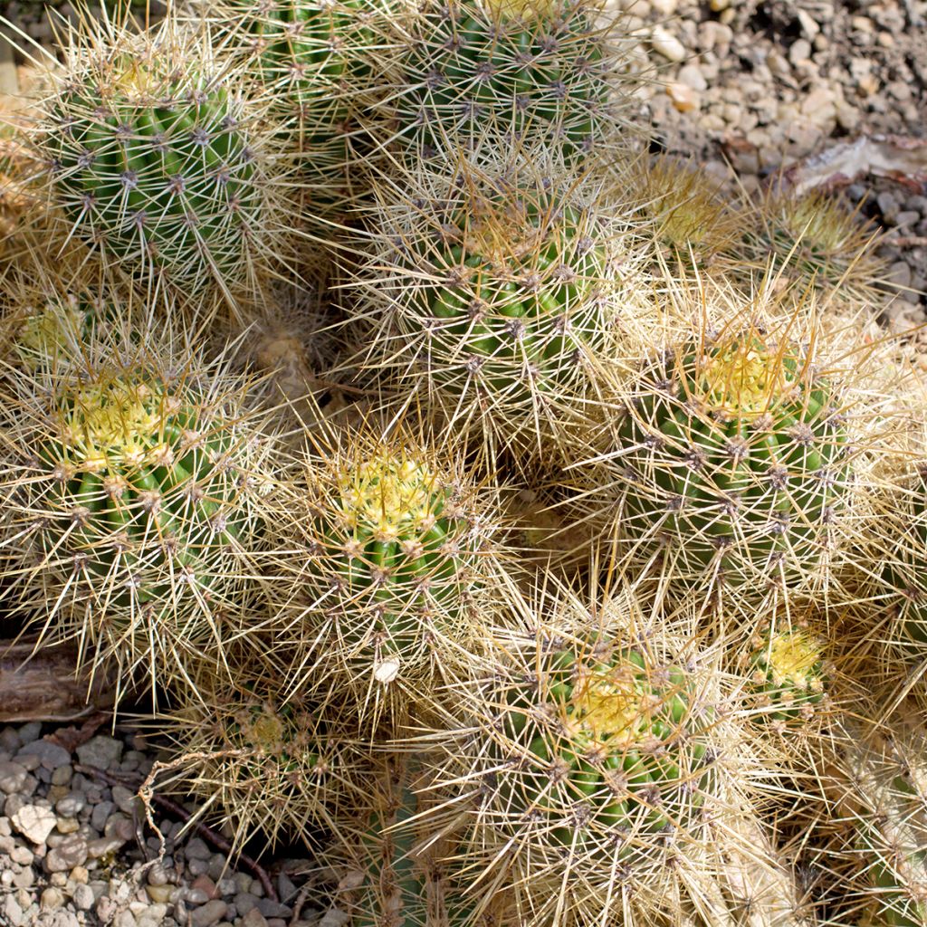 Cactus - Mammillaria baxteriana