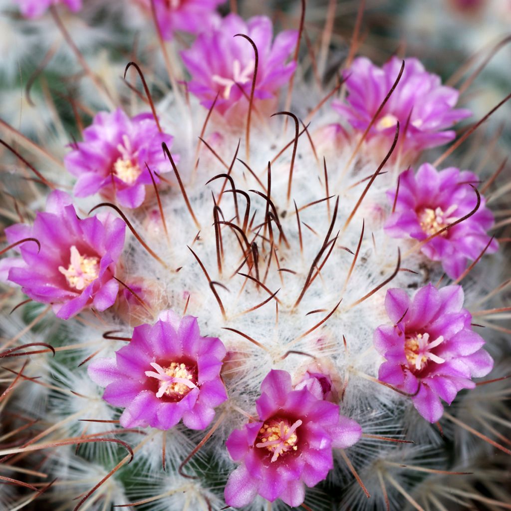 Cactus - Mammillaria bombycina