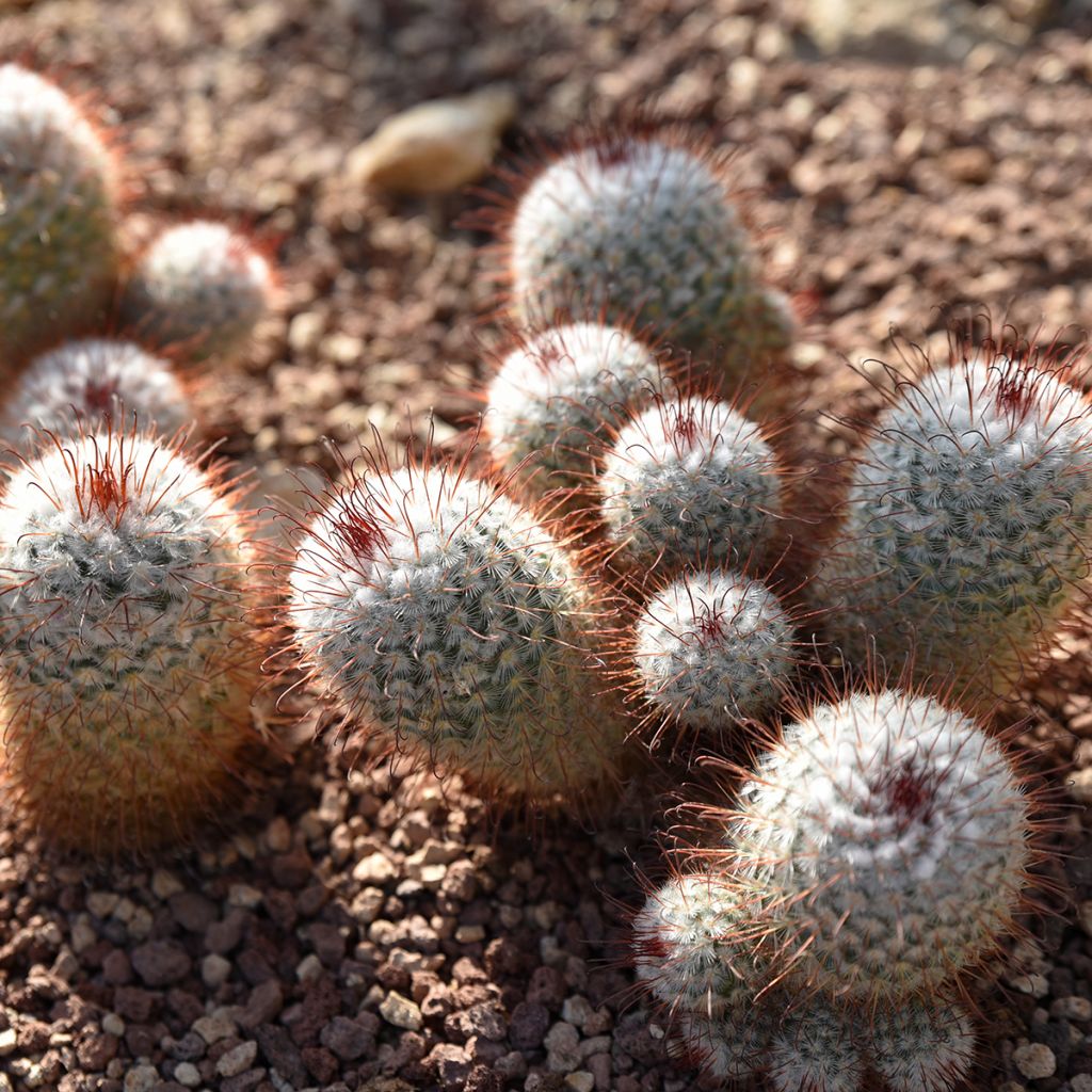 Cactus - Mammillaria bombycina