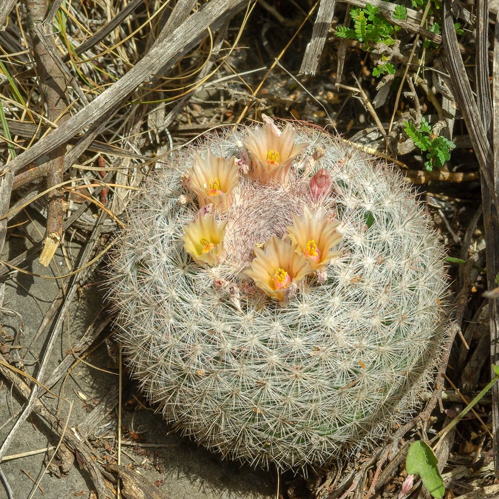 Cactus - Mammillaria candida