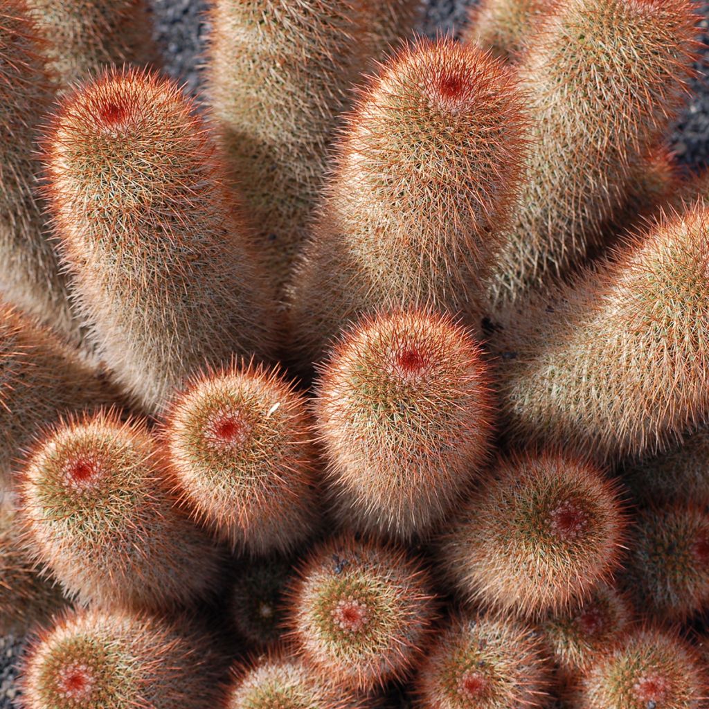 Cactus Mammillaria spinosissima f. rubrispina 