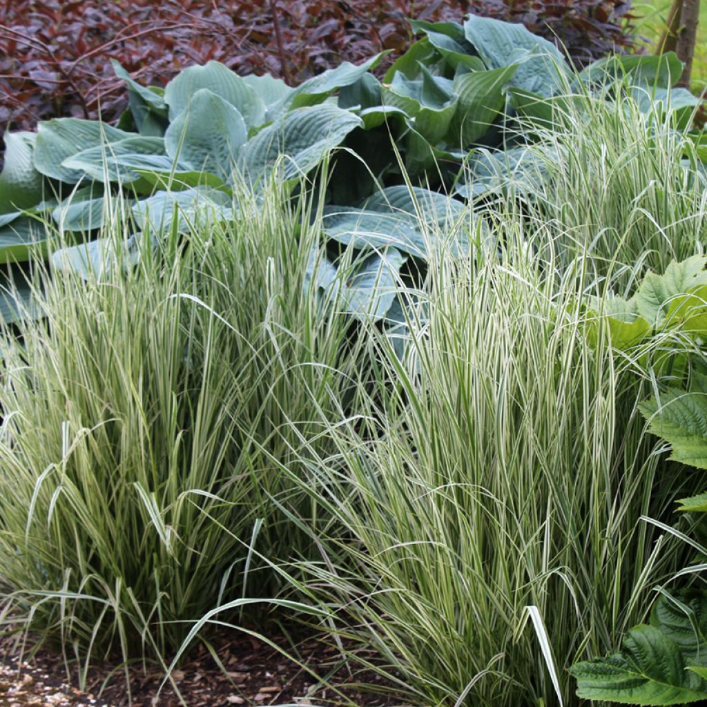Calamagrostis acutiflora Overdam - Calamagrostide