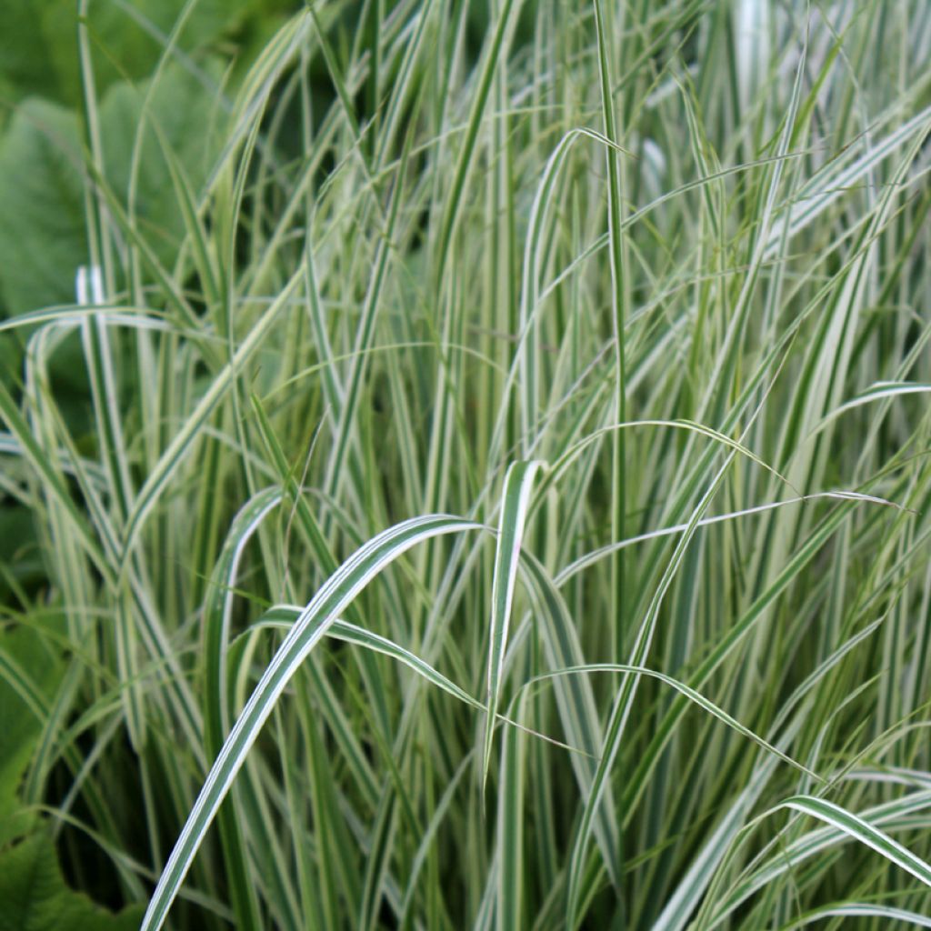 Calamagrostis acutiflora Overdam - Calamagrostide
