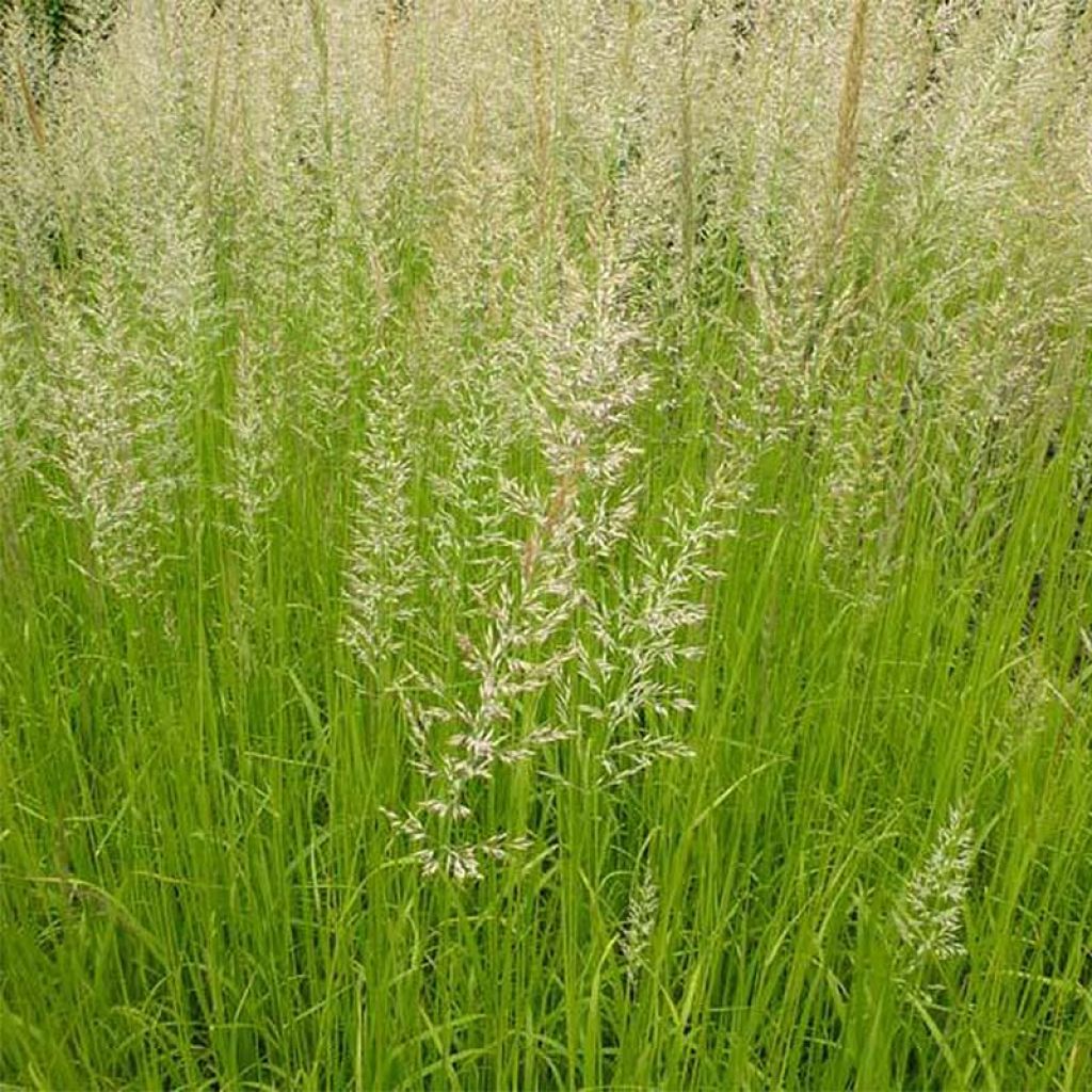 Calamagrostis acutiflora Waldenbuch - Calamagrostide